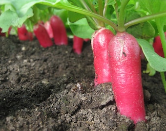 Radish French Breakst D'Avignon Seeds 小蘿蔔 - 100 Seeds