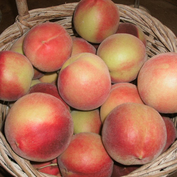 Babcock White Peach Tree  Seeds 白桃 - 5 Seeds