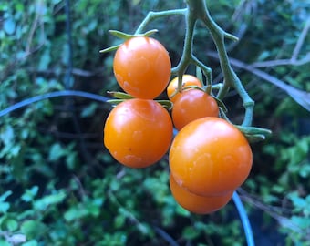 Sun Gold Cherry Tomato 黃金小番茄 - 20 Seeds