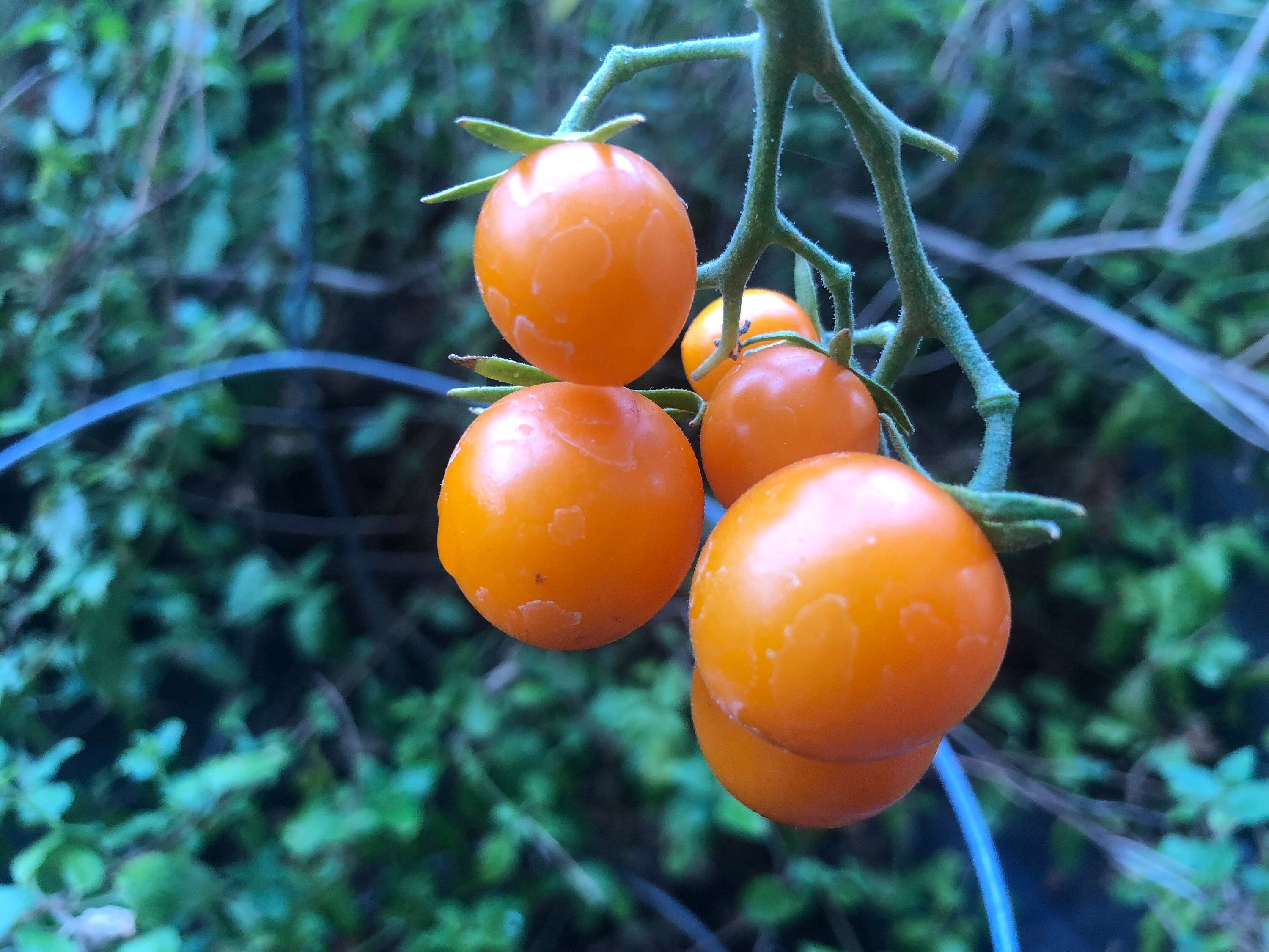Pomodoro Biologico SUNGOLD F1 Ibrido 12 Semi Resistente Alla - Foto 10
