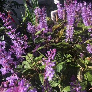 3 Starter Plants of Plectranthus ciliatus 'Zulu Wonder' Perennial Flower image 7