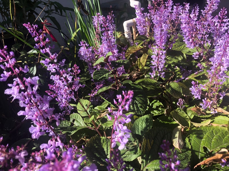 3 Starter Plants of Plectranthus ciliatus 'Zulu Wonder' Perennial Flower image 7