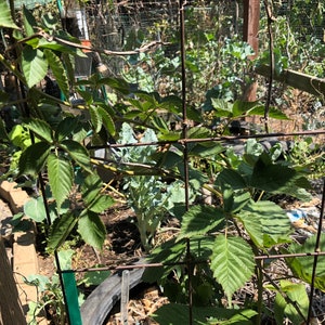 May include: A close-up of a green leafy plant growing on a metal trellis in a garden. The plant is growing up and over the trellis, and there are other plants in the background.