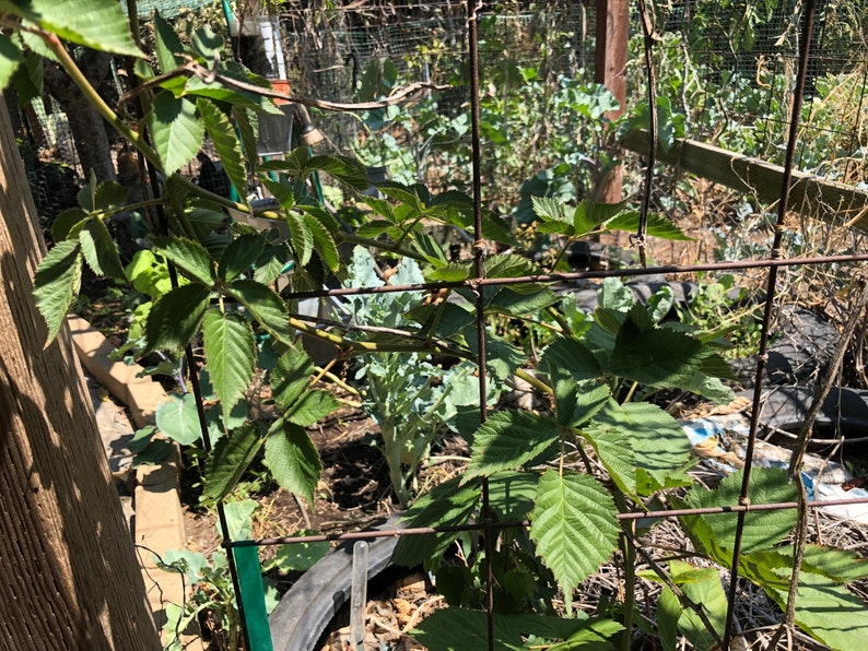 May include: A close-up of a green leafy plant growing on a metal trellis in a garden. The plant is growing up and over the trellis, and there are other plants in the background.