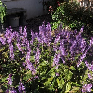 3 Starter Plants of Plectranthus ciliatus 'Zulu Wonder' Perennial Flower image 9