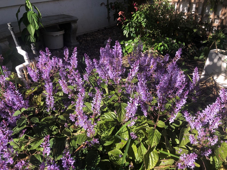 3 Starter Plants of Plectranthus ciliatus 'Zulu Wonder' Perennial Flower image 9