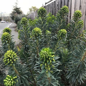 1 Starter Plant of Euphorbia characias subsp. Wulfenii Perennial Flower image 3