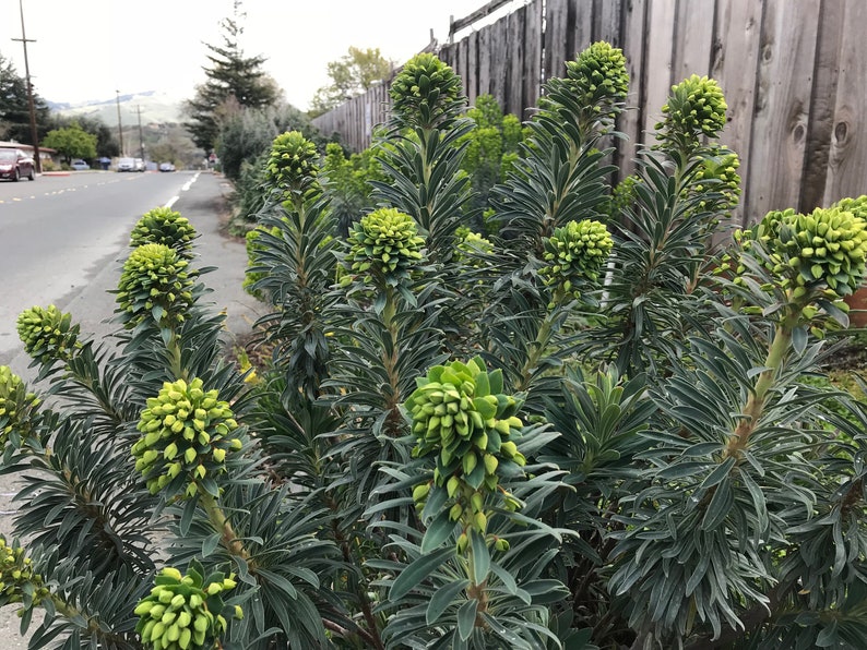 1 Starter Plant of Euphorbia characias subsp. Wulfenii Perennial Flower image 3