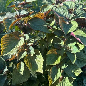 Perilla, Vietnamese Tia To, Shiso  Seeds 紫苏/紫蘇 - 50 Seeds