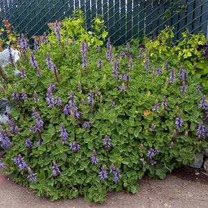 3 plantes de démarrage de Plectranthus neochilus fleur vivace image 3