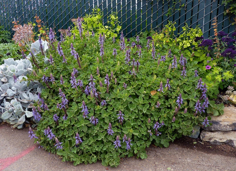 3 Starter Plants of Plectranthus neochilus Perennial Flower image 3