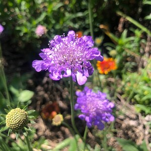 1 Starter Plant of Scabiosa columbaria Butterfly Blue Pincushion Perennial Flower image 6