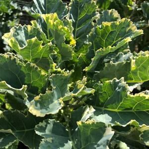 1 Starter Plant of Rooted Perennial Kosmic Kale…
