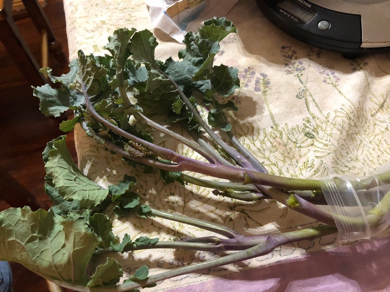 buy purple tree collards buy purple tree collards