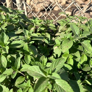 1 Starter Plant of Perennial Vietnamese Mint (Ginger Mint) Mentha x gracilis