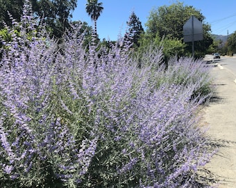 Perovskia Russian Sage - 30 Seeds Perennial Flower Seeds