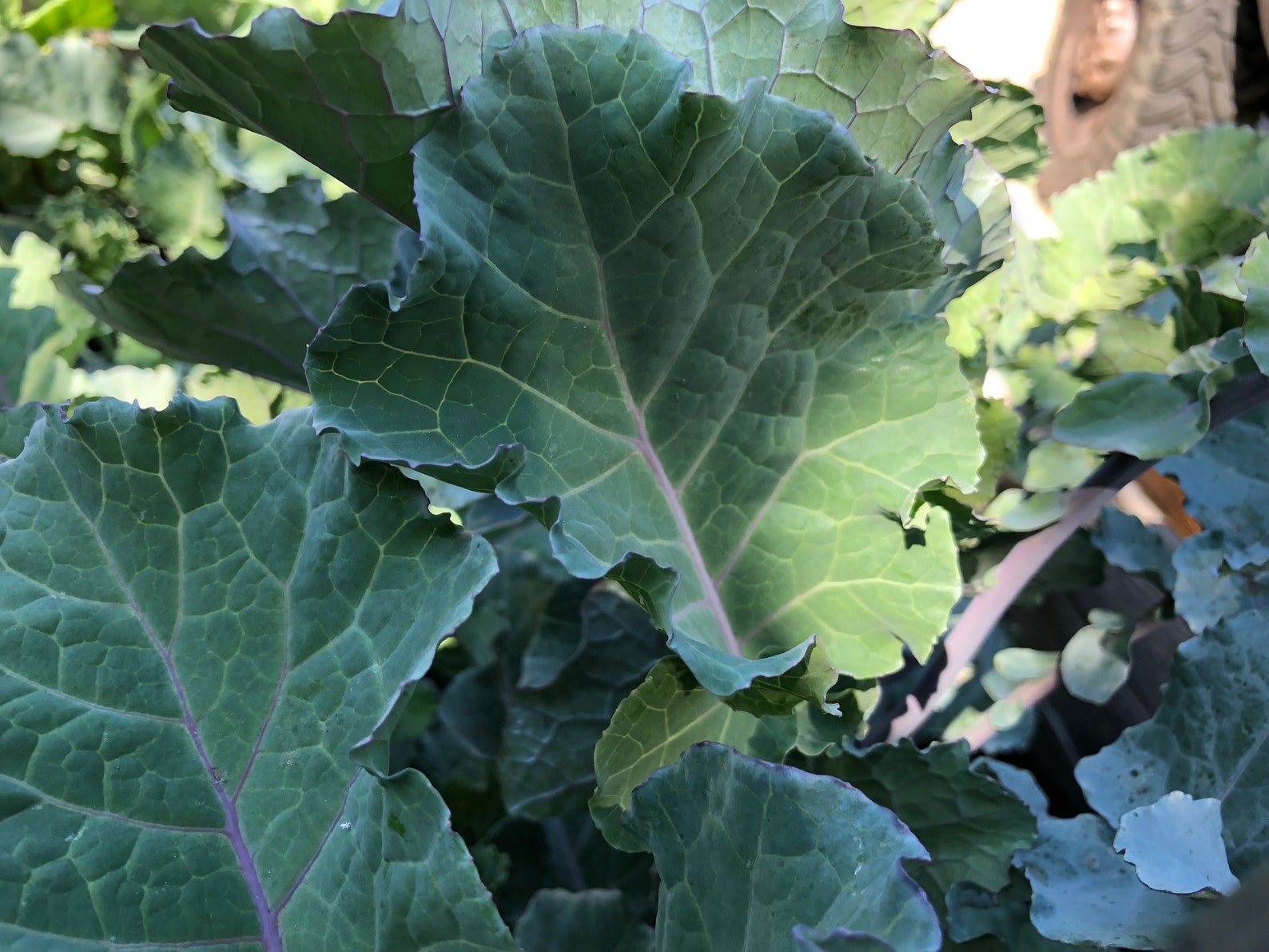 Purple Tree Collard Seeds 50 Seeds Etsy