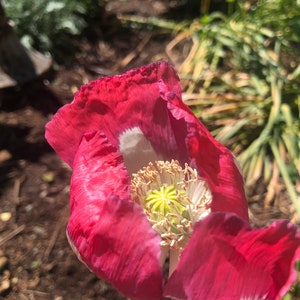 Papaver hybridum 'Danebrog' 30 Seeds 1 tsp like 1,000 seeds, we call 30 to eliminate buyers that count and dispute the seed count image 2