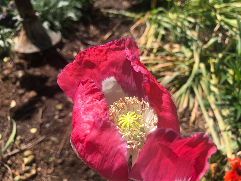 Papaver hybridum 'Danebrog' 30 Seeds 1 tsp like 1,000 seeds, we call 30 to eliminate buyers that count and dispute the seed count image 2