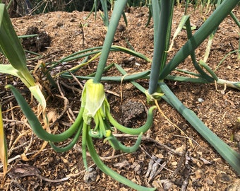 May include: Close-up of a green onion plant with a flower bud. The plant is growing in a garden bed with brown mulch.