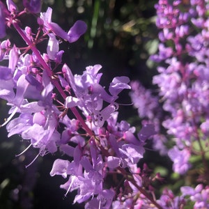 3 Starter Plants of Plectranthus ciliatus 'Zulu Wonder' Perennial Flower image 6