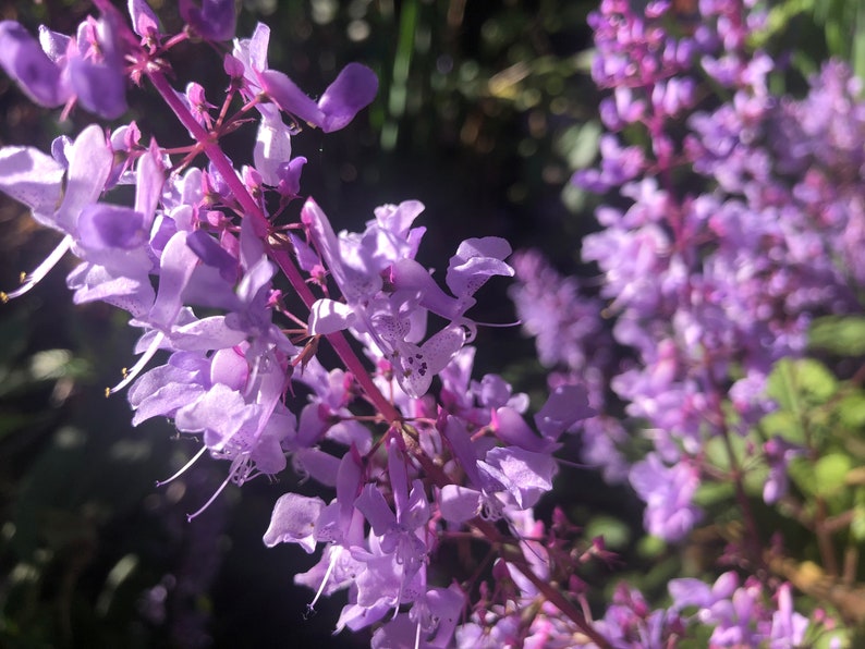 3 Starter Plants of Plectranthus ciliatus 'Zulu Wonder' Perennial Flower image 6