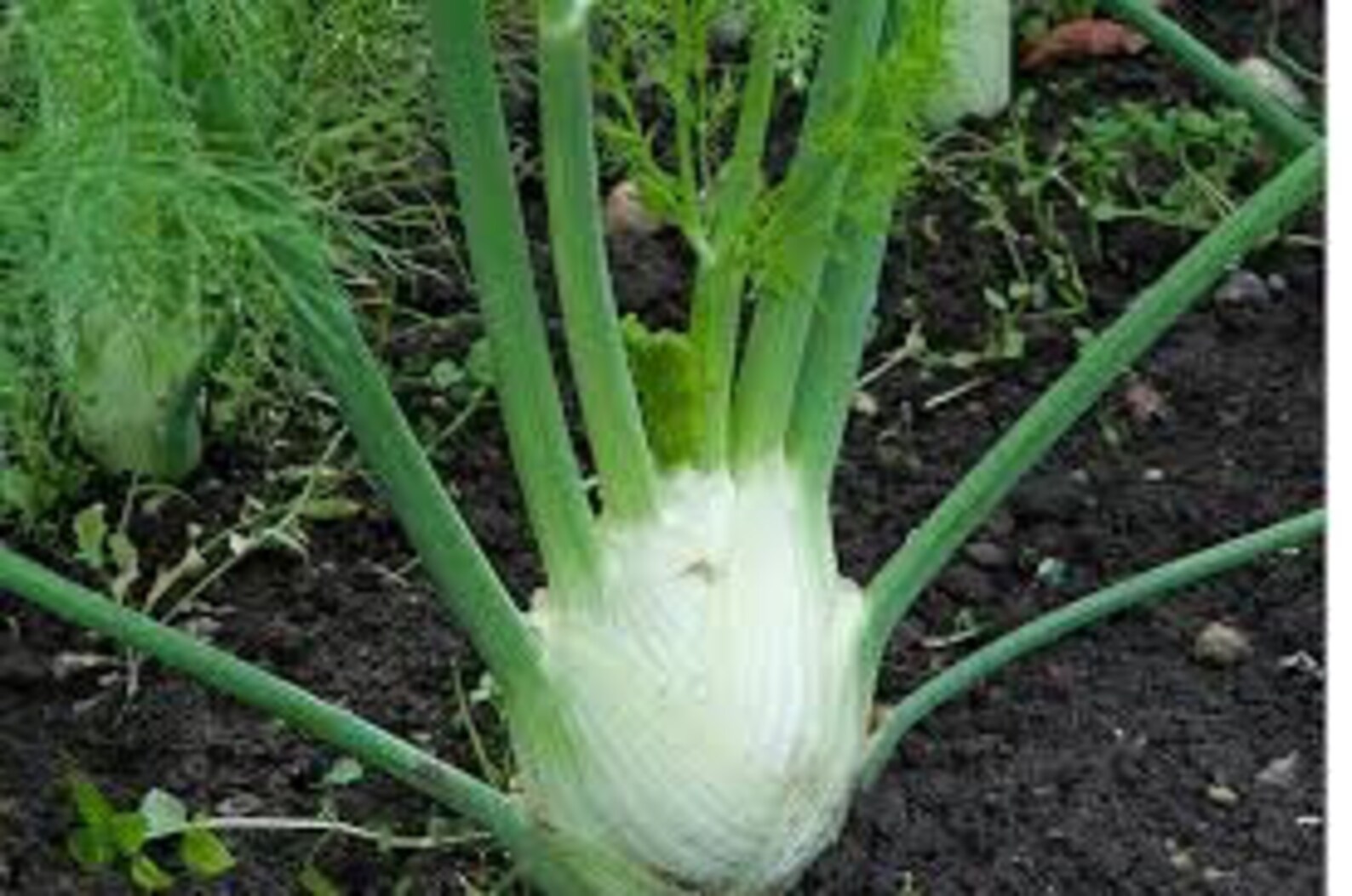 Zefa Fino Florence Fennel Seeds 茴香 100 Seeds Etsy