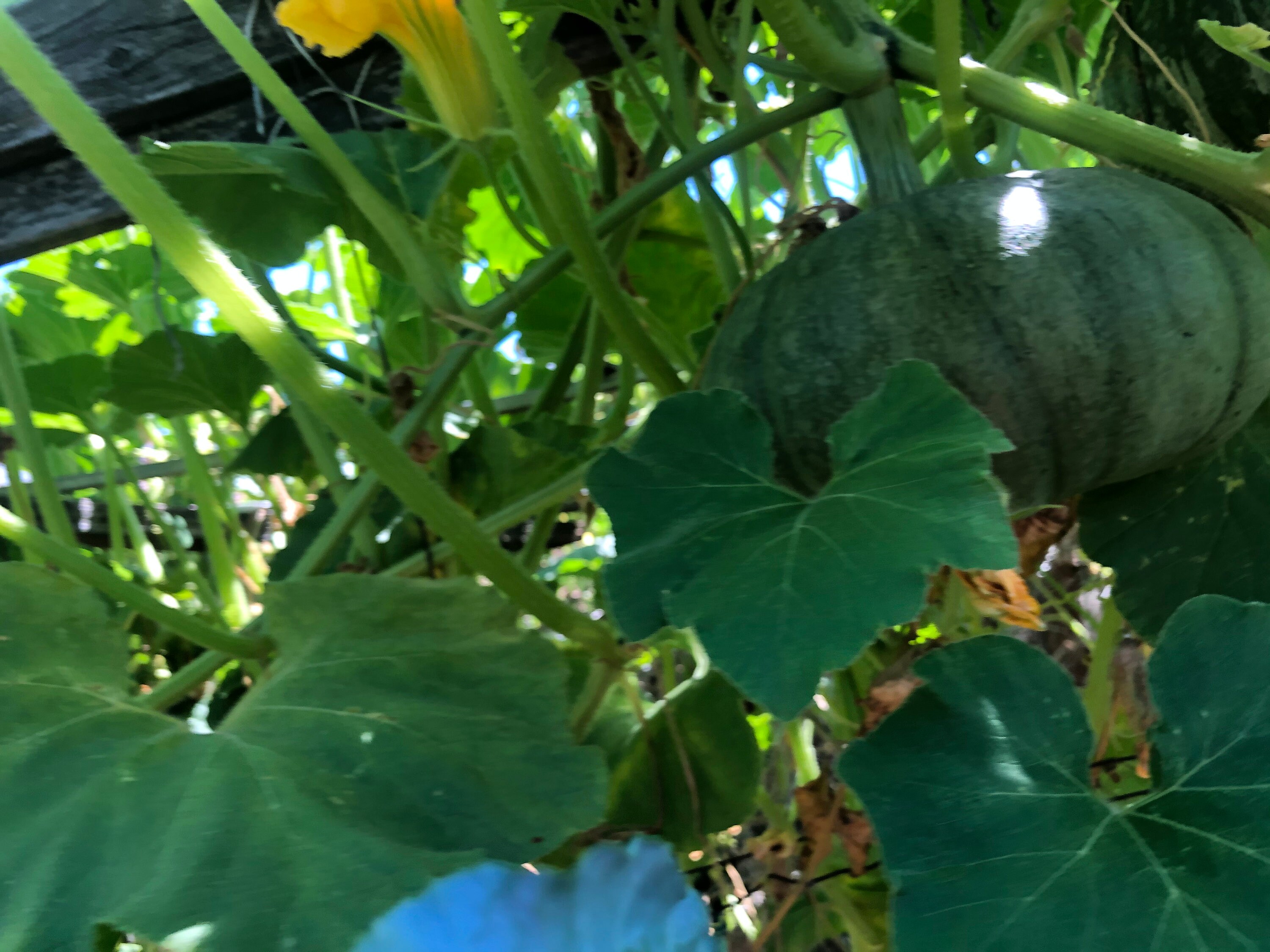 Japanese Pumpkin Kabocha Squash 冬南瓜 - 15 Seeds - Etsy