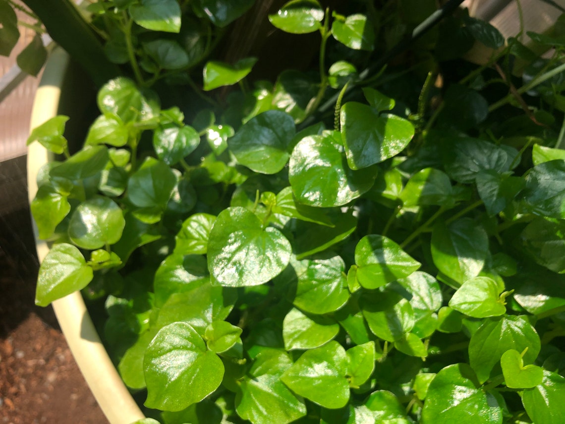 Crab Claw Herb Peperomia pellucida rau cang cua/pepper elder/ Etsy