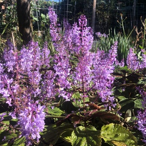 3 Starter Plants of Plectranthus ciliatus 'Zulu Wonder' Perennial Flower image 3