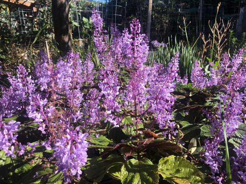 3 Starter Plants of Plectranthus ciliatus 'Zulu Wonder' Perennial Flower image 3