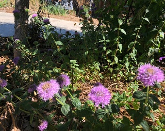 1 Starter Plant of Monardella villosa 'Russian River' Perennial Flower