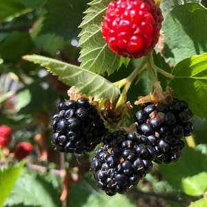 May include: Close-up of ripe blackberries growing on a vine. The berries are dark purple and have a shiny, glossy finish. There is also a single red blackberry on the vine.