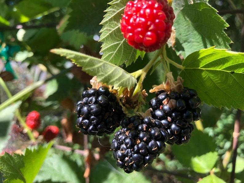 May include: Close-up of ripe blackberries growing on a vine. The berries are dark purple and have a shiny, glossy finish. There is also a single red blackberry on the vine.