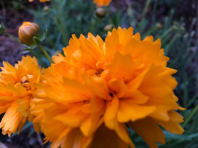 Coreopsis grandiflora Early Sunrise Tickseed image 3