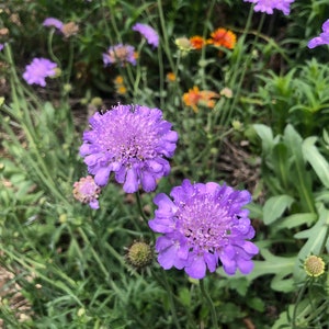 1 Starter Plant of Scabiosa columbaria Butterfly Blue Pincushion Perennial Flower image 10