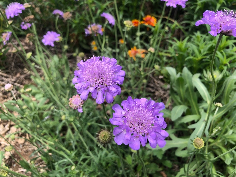 1 Starter Plant of Scabiosa columbaria Butterfly Blue Pincushion Perennial Flower image 10