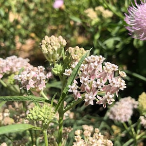 1 Starter Plant of Perennial Asclepias fascicularis, California Narrowleaf Milkweed