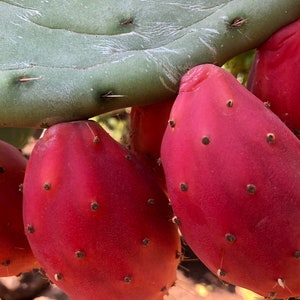 1 Starter Rooted Perennial Prickly Pear Cactus Opuntia (Tuna Fruit, Sabra, Nopal)