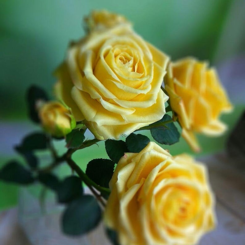 May include: A bouquet of three yellow roses with green leaves. The roses are in full bloom and have a soft, delicate appearance.