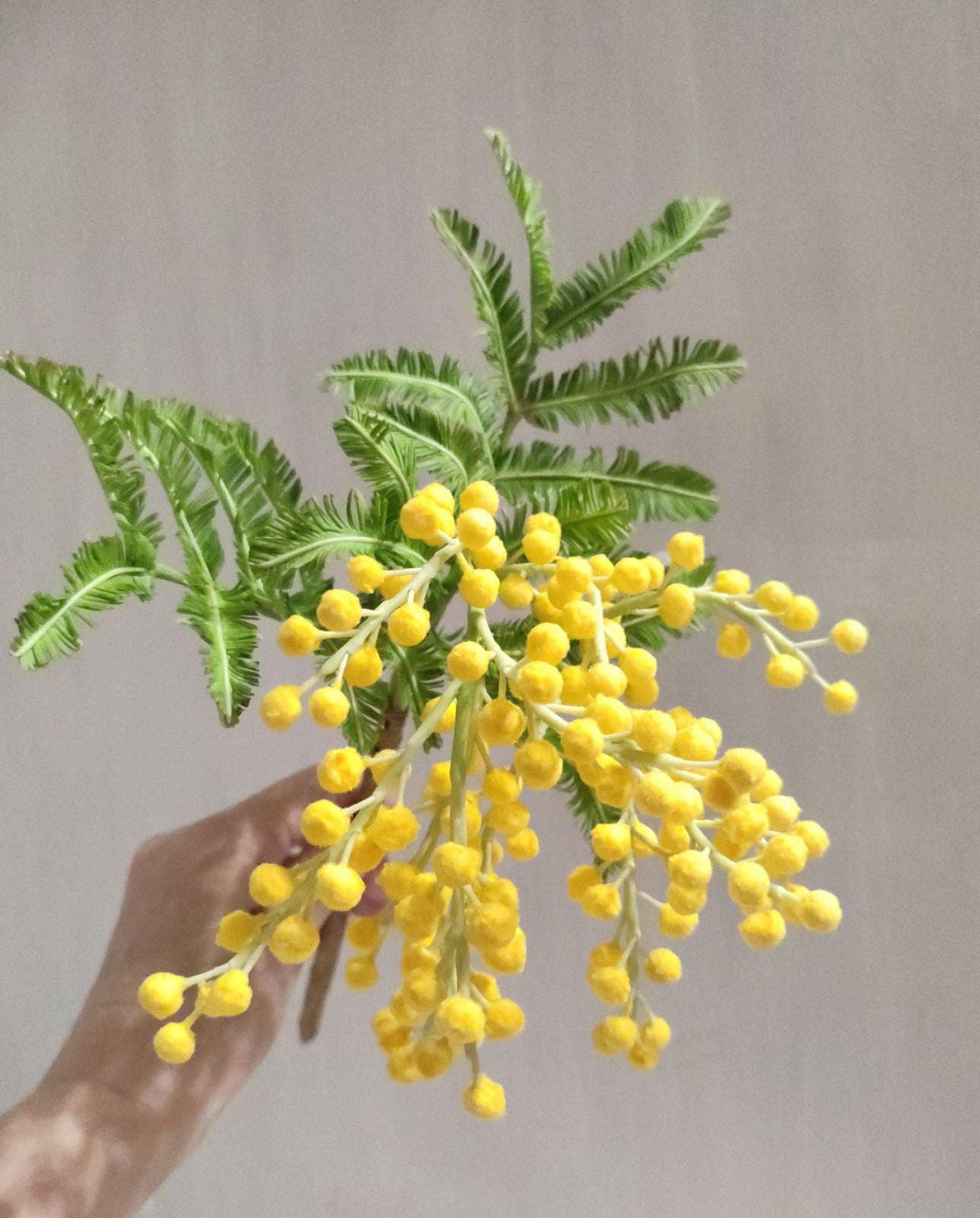 Mimosa. Spring Yellow Mimosa. Mimosa Flower. Spring Bouquet. - Etsy