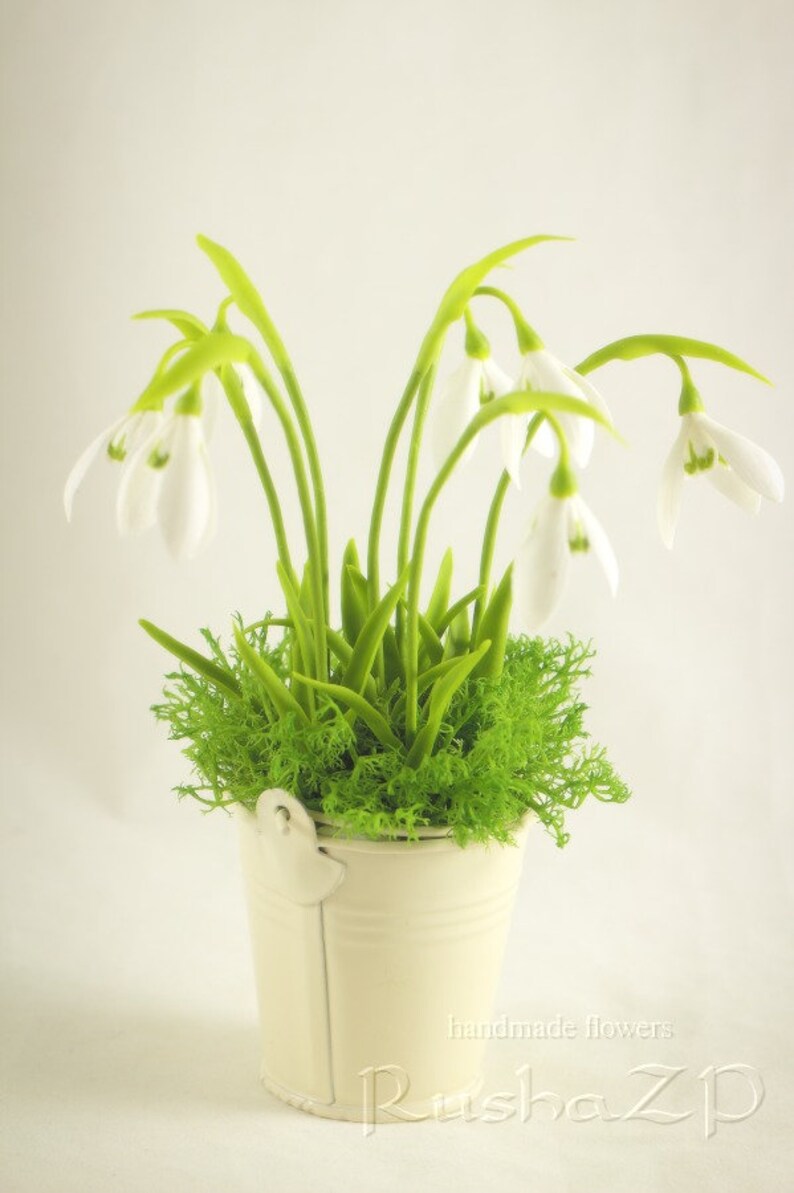 Купить Живые Подснежники В Горшке В Мурманске