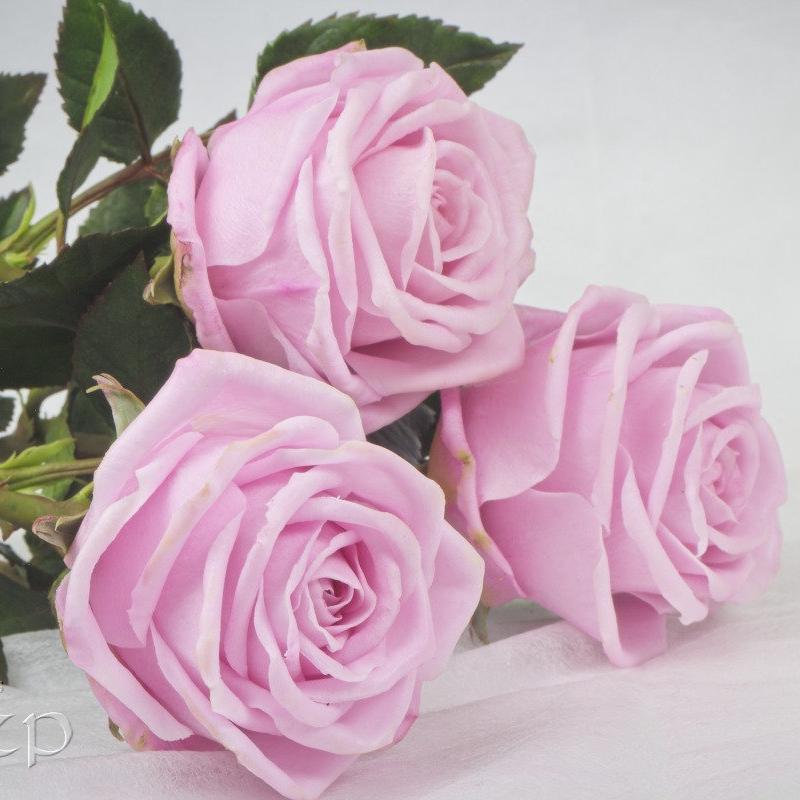 Realastic Roses Roses. Bouquet of Rose. Real Touch Roses. Interior Bouquet of ...