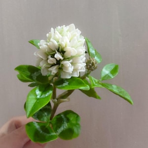 Puede incluir: Primer plano de una flor de trébol blanco con hojas de color verde brillante. La flor está en plena floración, mostrando sus delicados pétalos. Las hojas tienen una textura brillante y el tallo es visible.