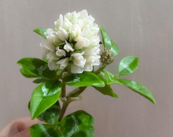 May include: A close-up of a white clover flower with bright green leaves. The flower is in full bloom, showcasing its delicate petals. The leaves have a glossy texture, and the stem is visible.