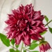 see more listings in the Polymer clay Dahlia section