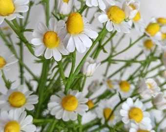 Daisies. Bouquet of daisies. Wild flowers. Real touch flowers. Clay bouquet. Summer bouquet. White chamomile.