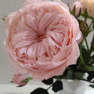 Rose. A branch of rose. Real touch flower for the Interior. Cold porcelain flower. Flower in vase. Polymer clay rose. Table home decor.