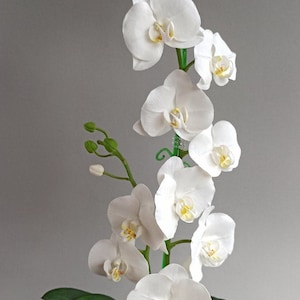 Puede incluir: Una planta de orquídea blanca con hojas verdes en una maceta. La orquídea tiene varias flores blancas con centros amarillos.