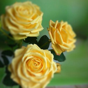 May include: Three yellow roses with green leaves. The roses are in focus and the background is blurred.